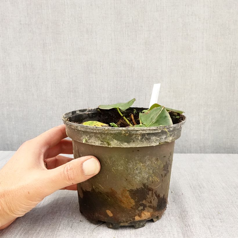Nymphaea Hermine 1.5L/2L pot sample as delivered in summer