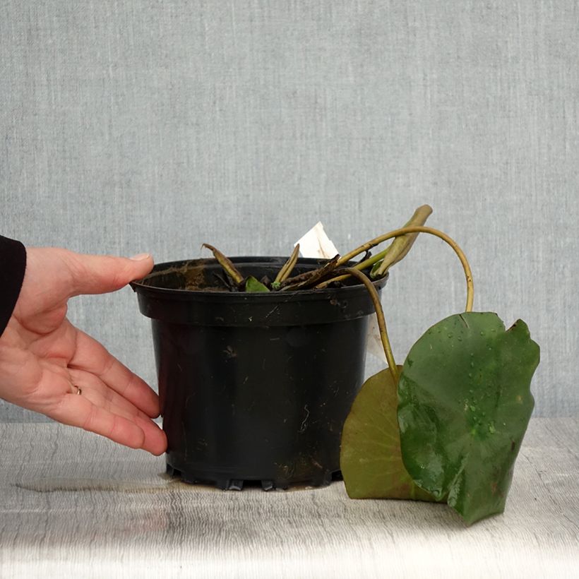 Nymphaea Hermine 1.5L/2L pot sample as delivered in spring