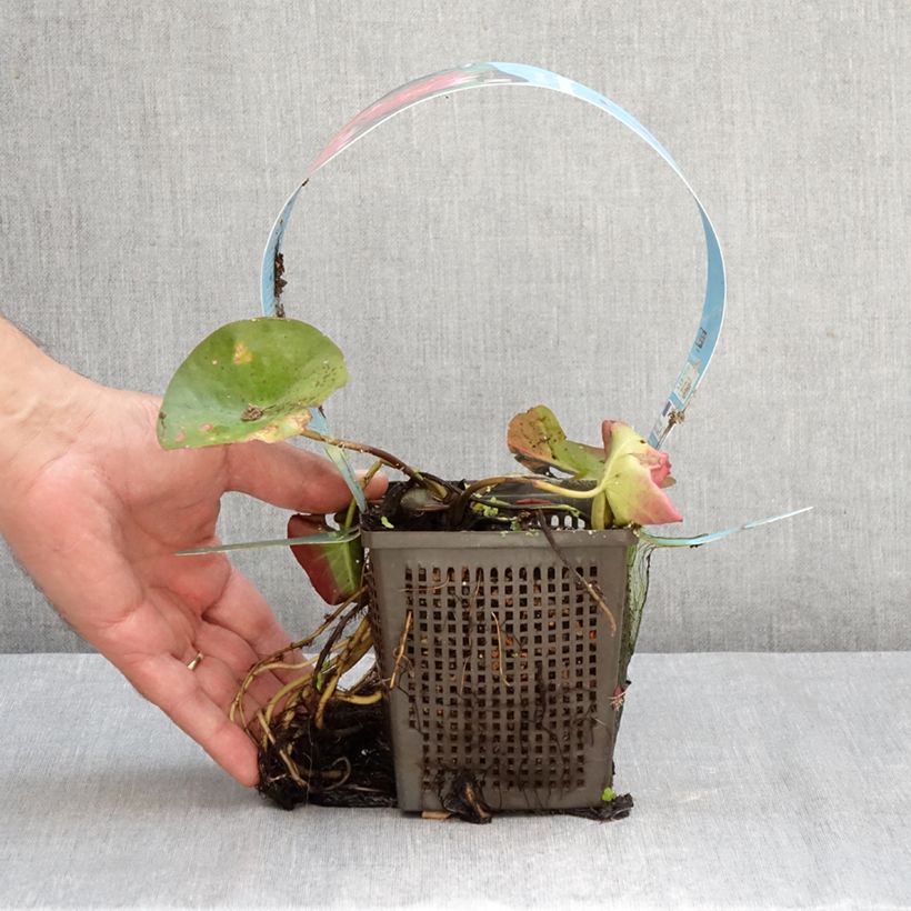 Nymphaea James Brydon - Water Lily 1L/1.5L pot sample as delivered in autumn