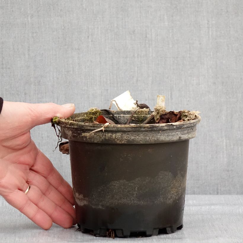 Nymphaea Jean de la Marsalle 1.5L/2L pot sample as delivered in winter