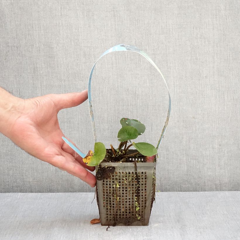 Nymphaea Joey Tomocik - Water Lily 1L/1.5L pot sample as delivered in autumn