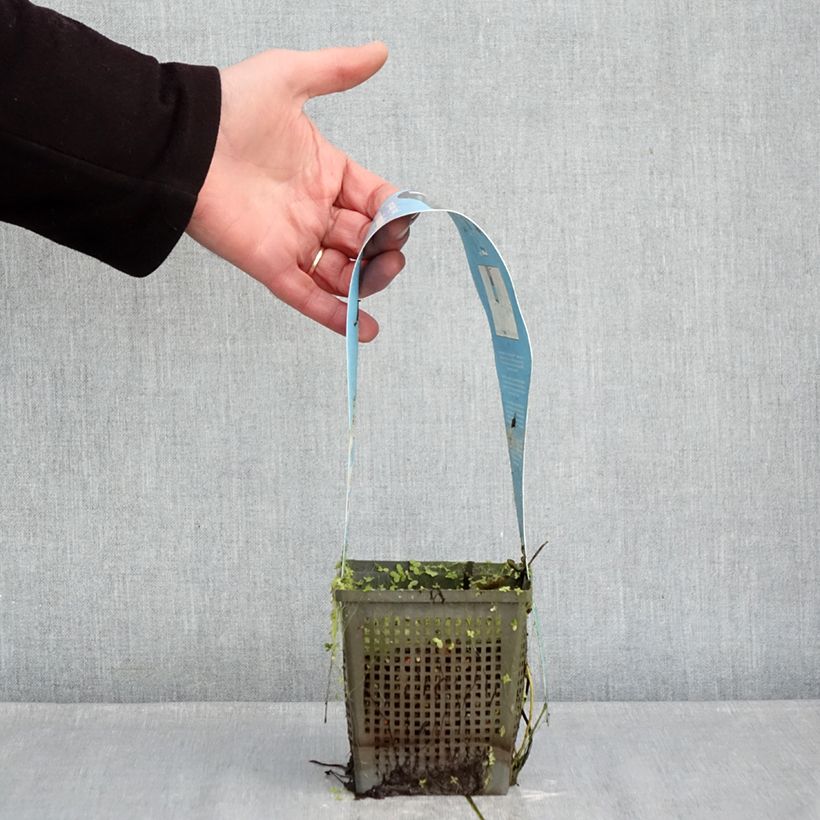 Nymphaea Joey Tomocik - Water Lily 1L/1.5L pot sample as delivered in winter