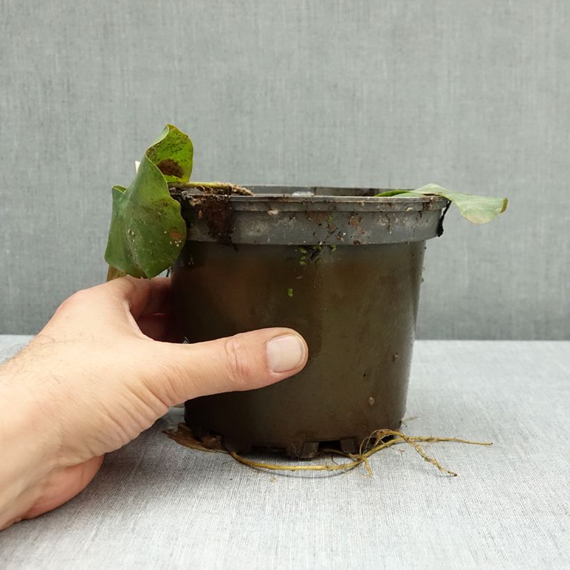Nymphaea Lactea - Waterlily 1.5L/2L pot sample as delivered in autumn