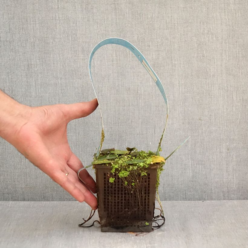 Nymphaea Laydekeri Liliacea - Water Lily 1L/1.5L pot sample as delivered in autumn