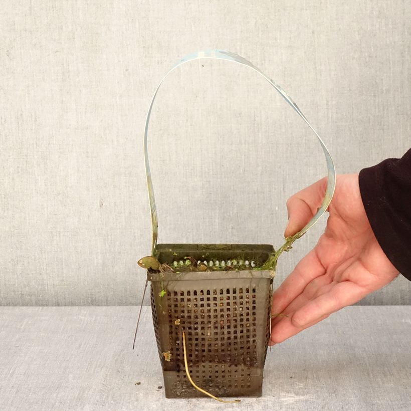 Nymphaea Laydekeri Liliacea - Water Lily 1L/1.5L pot sample as delivered in spring