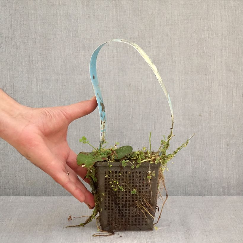 Nymphaea Lemon Mist - Water Lily 1L/1.5L pot sample as delivered in spring