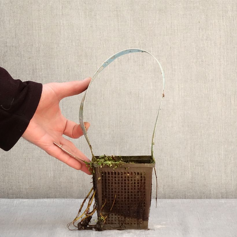 Nymphaea Lemon Mist - Water Lily 1L/1.5L pot sample as delivered in winter