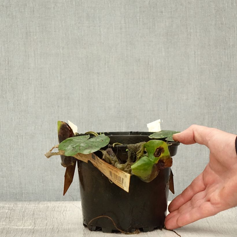 Nymphaea Lily Pons - Waterlily 1.5L/2L pot sample as delivered in autumn