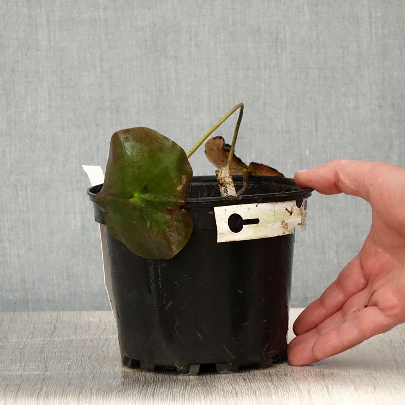 Nymphaea Lily Pons - Waterlily 1.5L/2L pot sample as delivered in spring