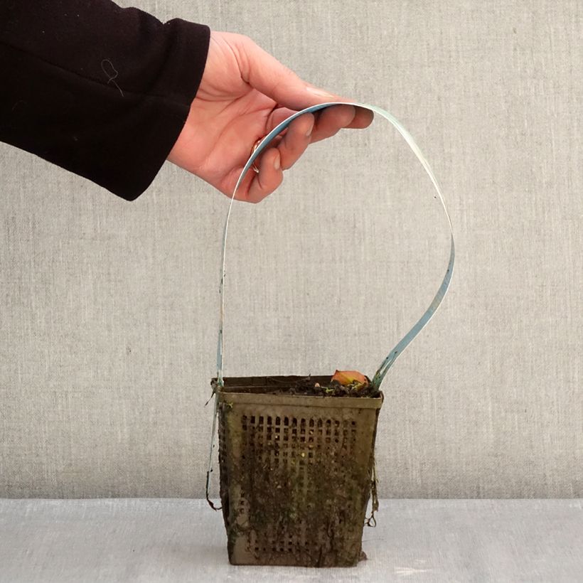 Nymphaea Madame Wilfron - Water Lily 1L/1.5L pot sample as delivered in winter