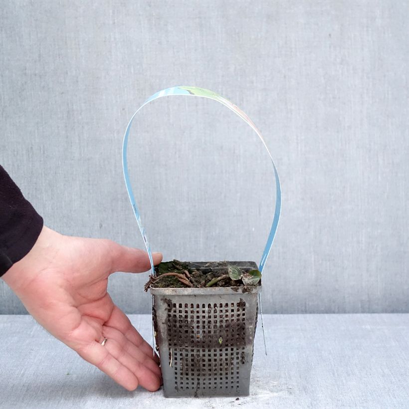 Nymphaea Madame Wilfron - Water Lily 1L/1.5L pot sample as delivered in spring