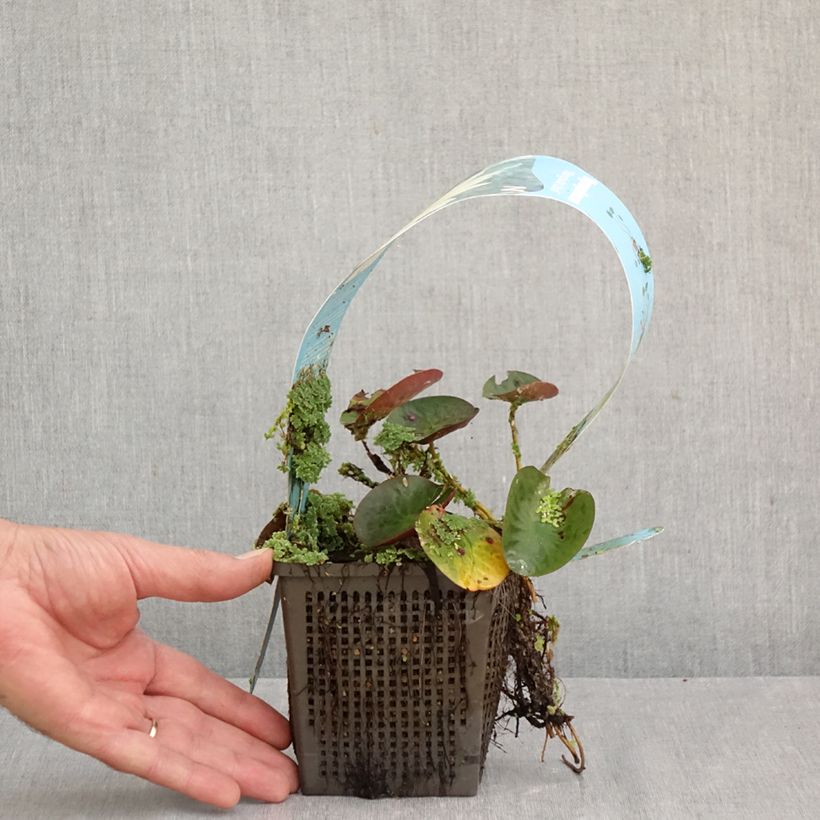 Nymphaea Mangkala Ubol - Water Lily 1L/1.5L pot sample as delivered in autumn