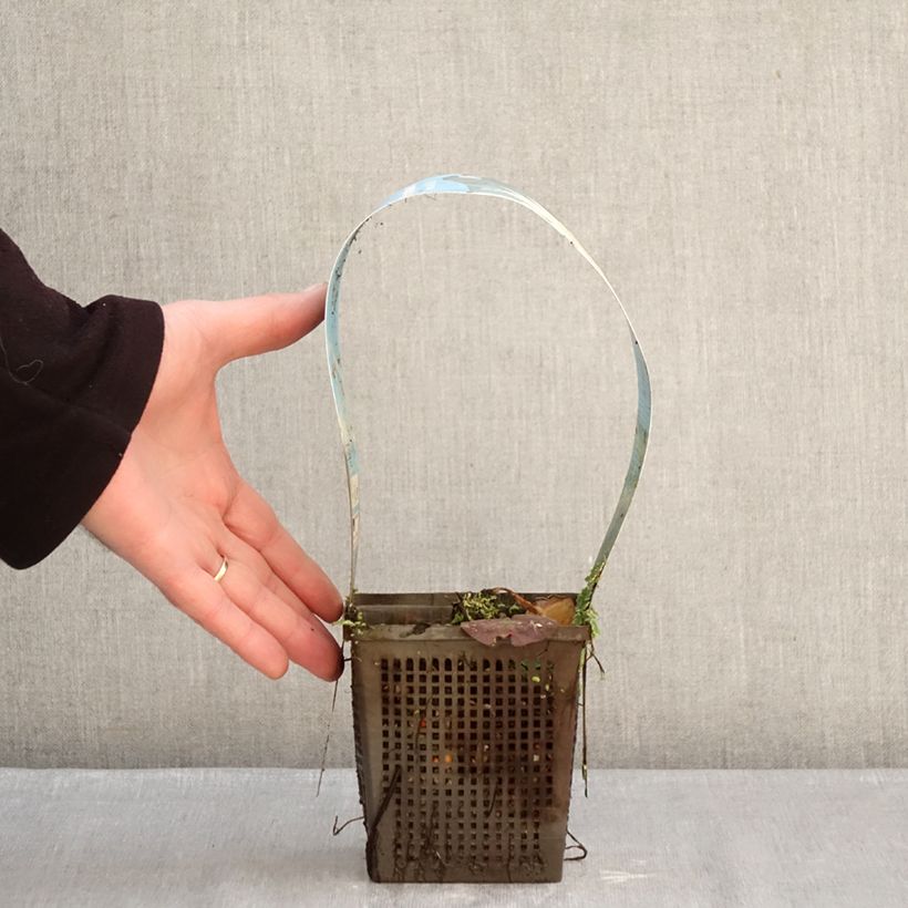 Nymphaea Mangkala Ubol - Water Lily 1L/1.5L pot sample as delivered in winter