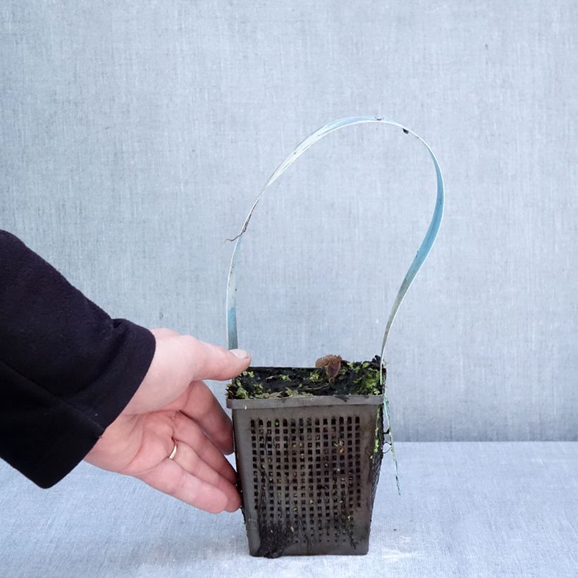 Nymphaea Mangkala Ubol - Water Lily 1L/1.5L pot sample as delivered in spring