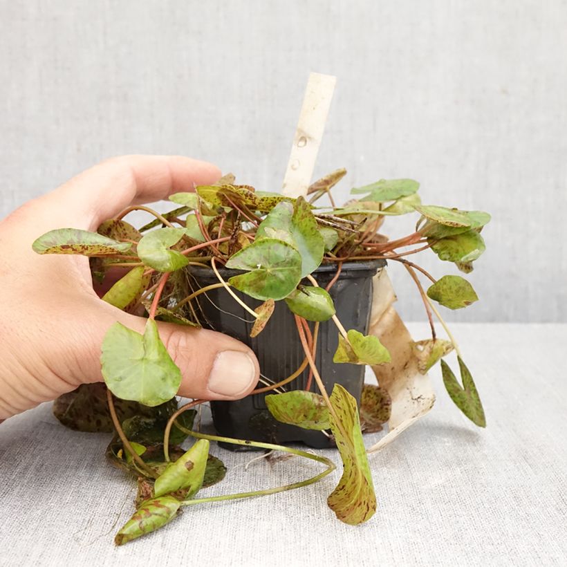 Nymphaea Marian Strawn - Waterlily 1.5L/2L pot sample as delivered in autumn