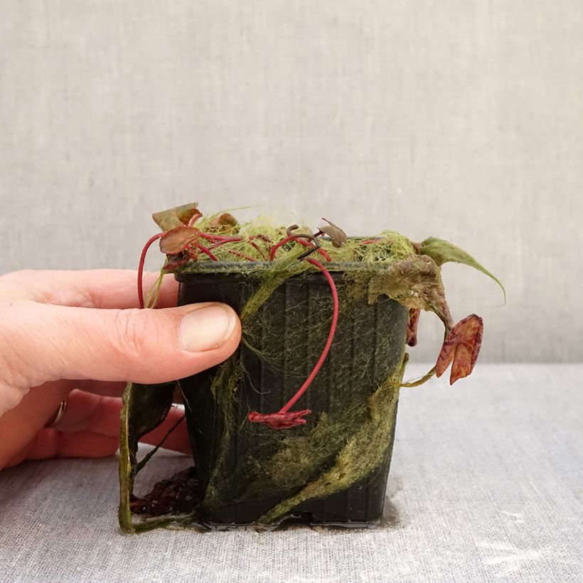 Nymphaea Marian Strawn - Waterlily 1.5L/2L pot sample as delivered in winter