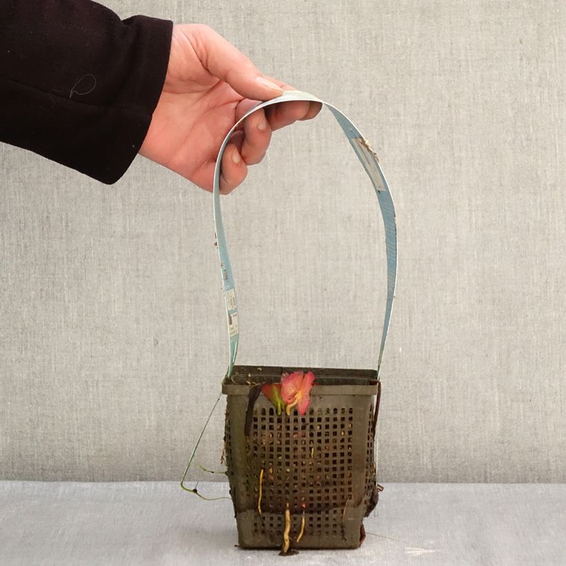 Nymphaea Marliacea Albida - Water Lily 1L/1.5L pot sample as delivered in winter