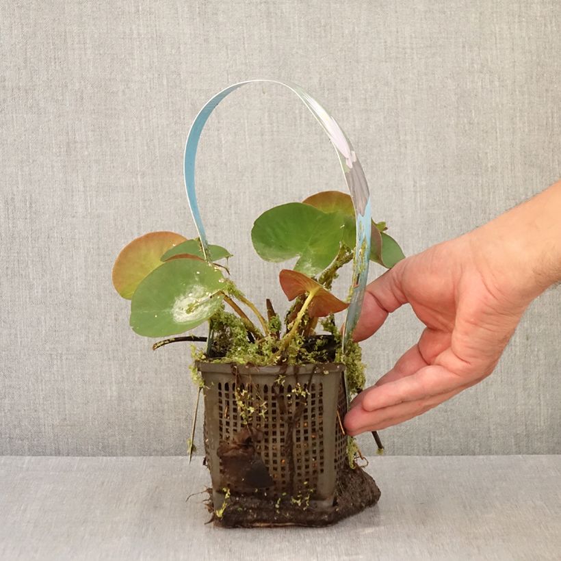 Nymphaea Marliacea Carnea - Water Lily 1L/1.5L pot sample as delivered in autumn