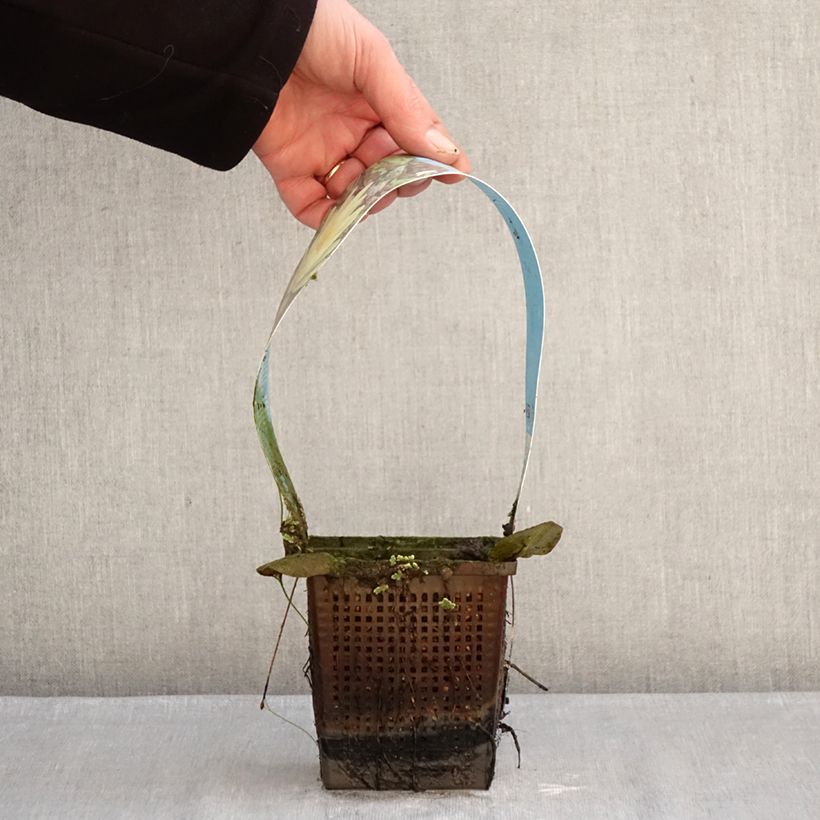 Nymphaea Marliacea Chromatella - Water Lily 1L/1.5L pot sample as delivered in winter