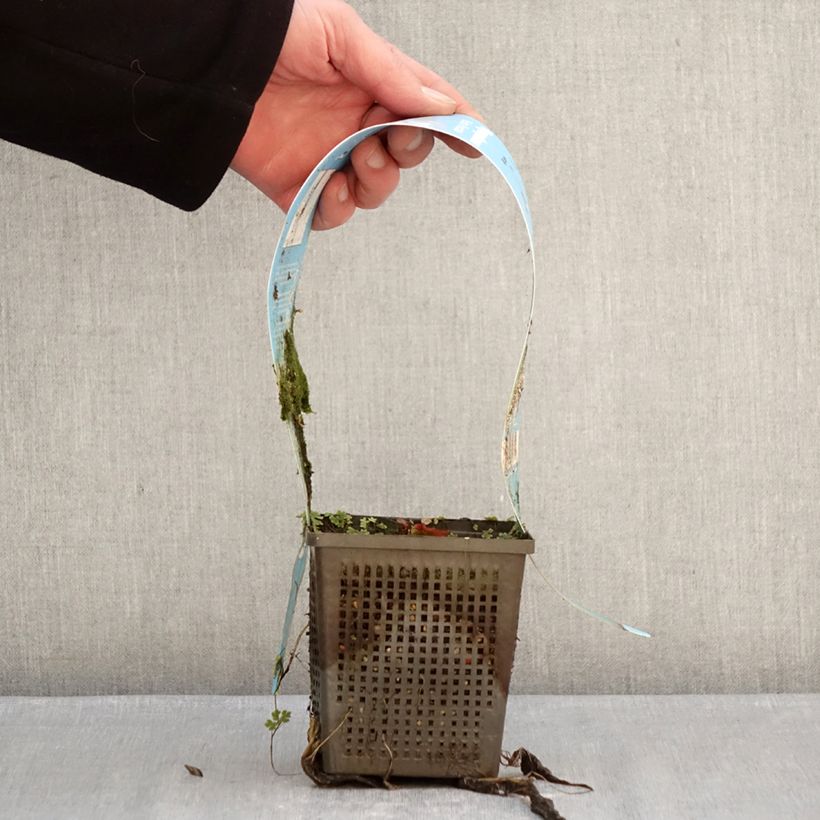 Nymphaea Marliacea Rubra - Water Lily 1L/1.5L pot sample as delivered in winter