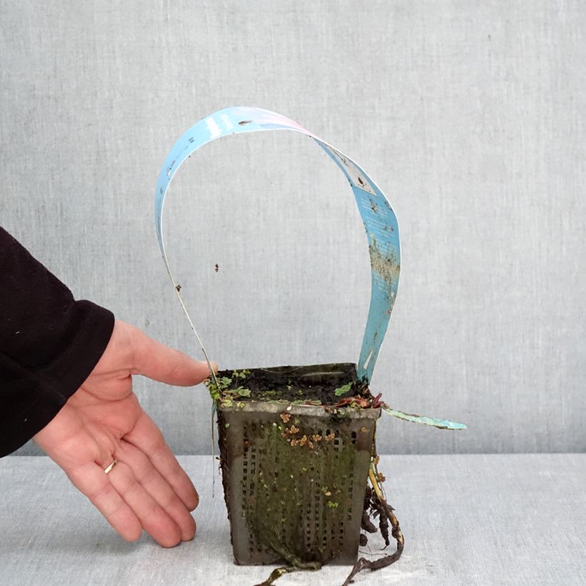 Nymphaea Marliacea Rubra - Water Lily 1L/1.5L pot sample as delivered in spring