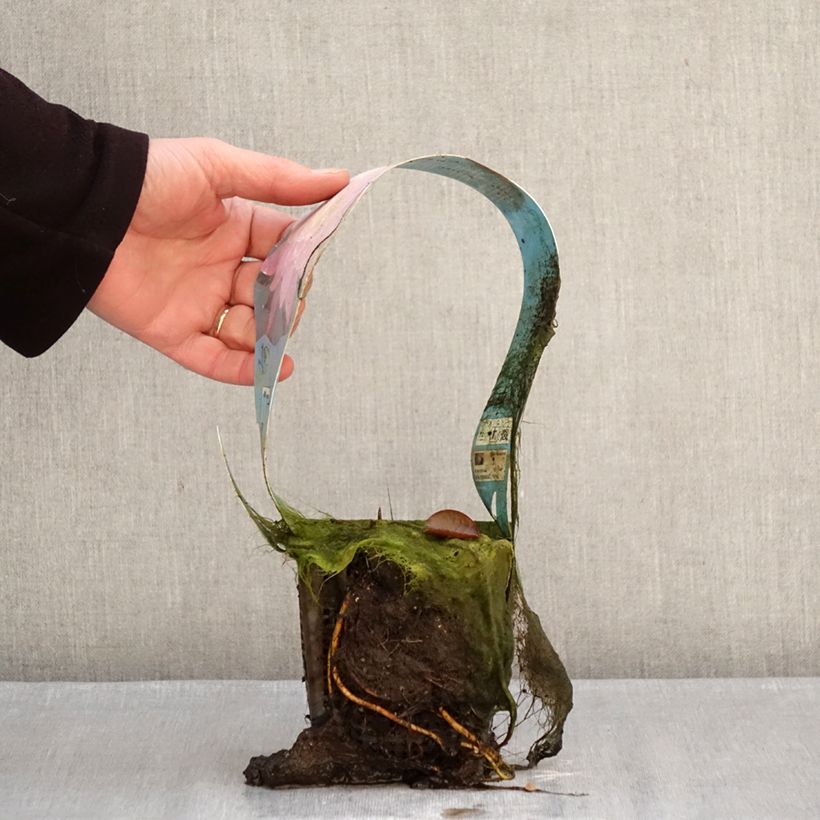 Nymphaea Mayla - Water Lily 1L/1.5L pot sample as delivered in winter