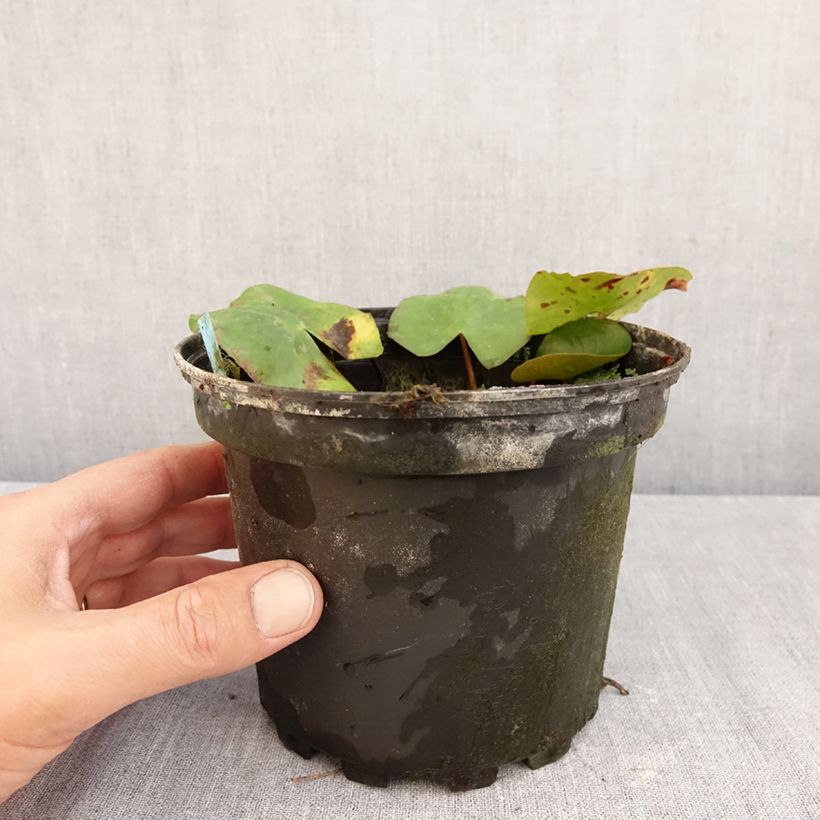 Nymphaea Newton - Waterlily 1.5L/2L pot sample as delivered in autumn