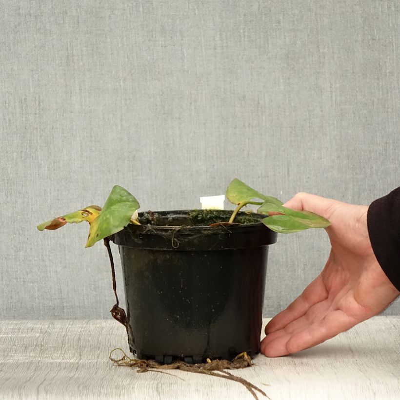 Nymphaea Odorata Sulphurea Grandiflora - Waterlily 1.5L/2L pot sample as delivered in autumn