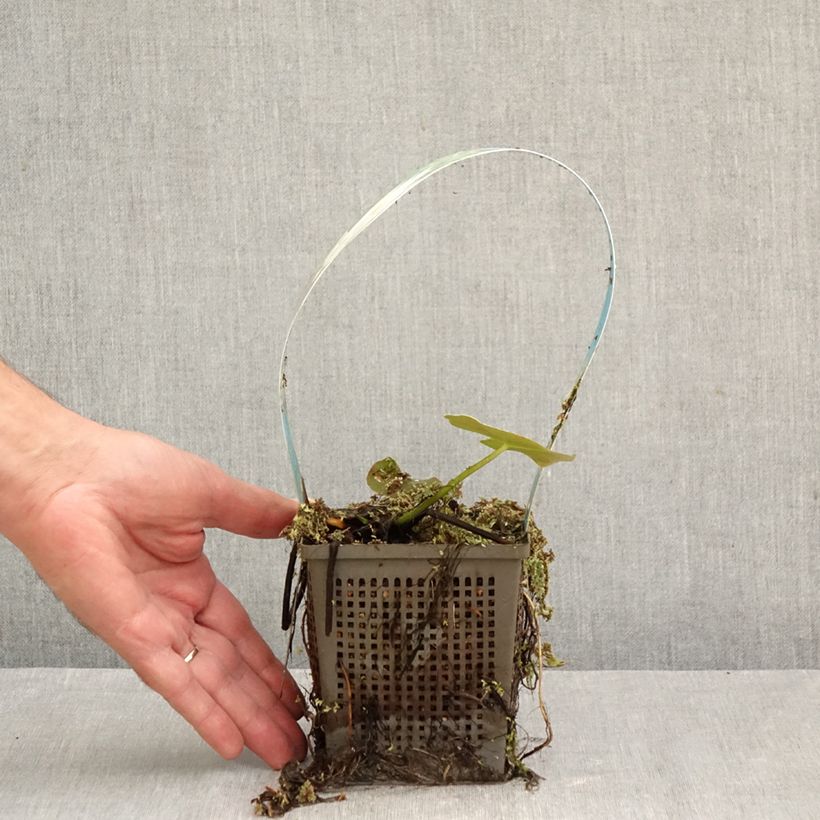 Nymphaea Perry's Double - Water Lily 1L/1.5L pot sample as delivered in autumn