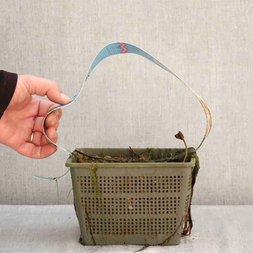 Nymphaea Peter Slocum - Water Lily 3L/4L pot sample as delivered in winter