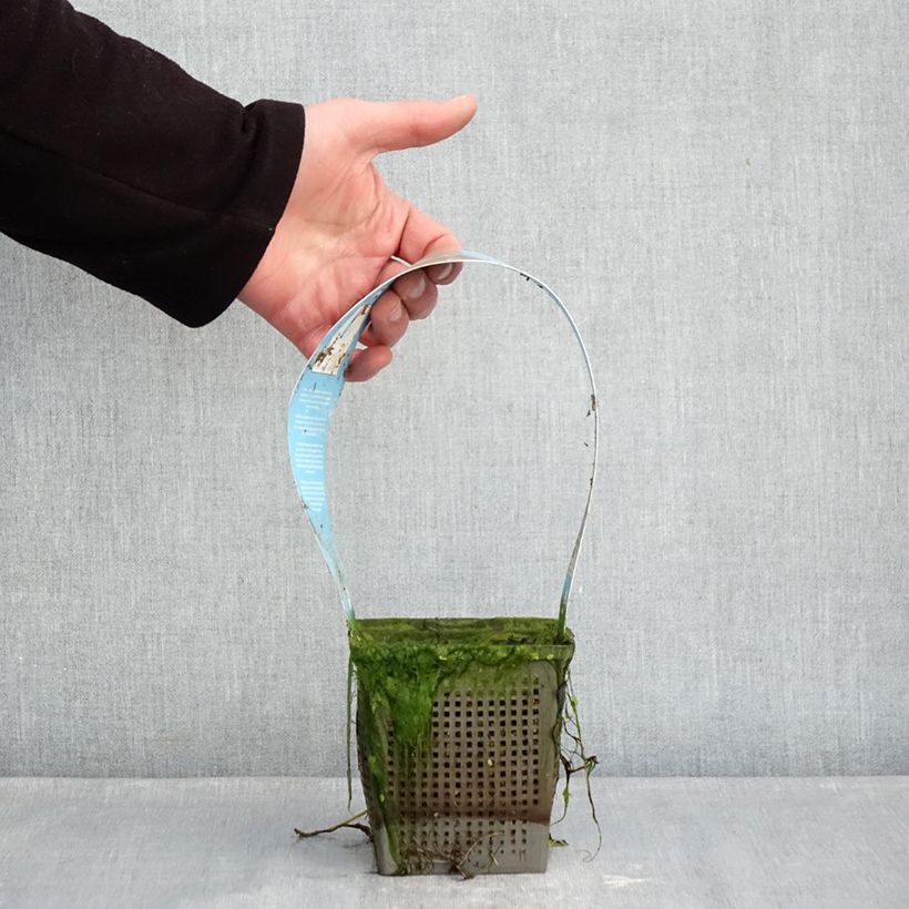 Nymphaea Phoebus - Water Lily 1L/1.5L pot sample as delivered in winter