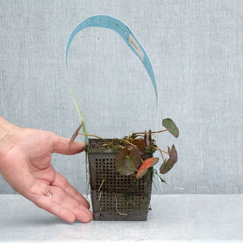 Nymphaea Red Spider - Water Lily 1L/1.5L pot sample as delivered in summer