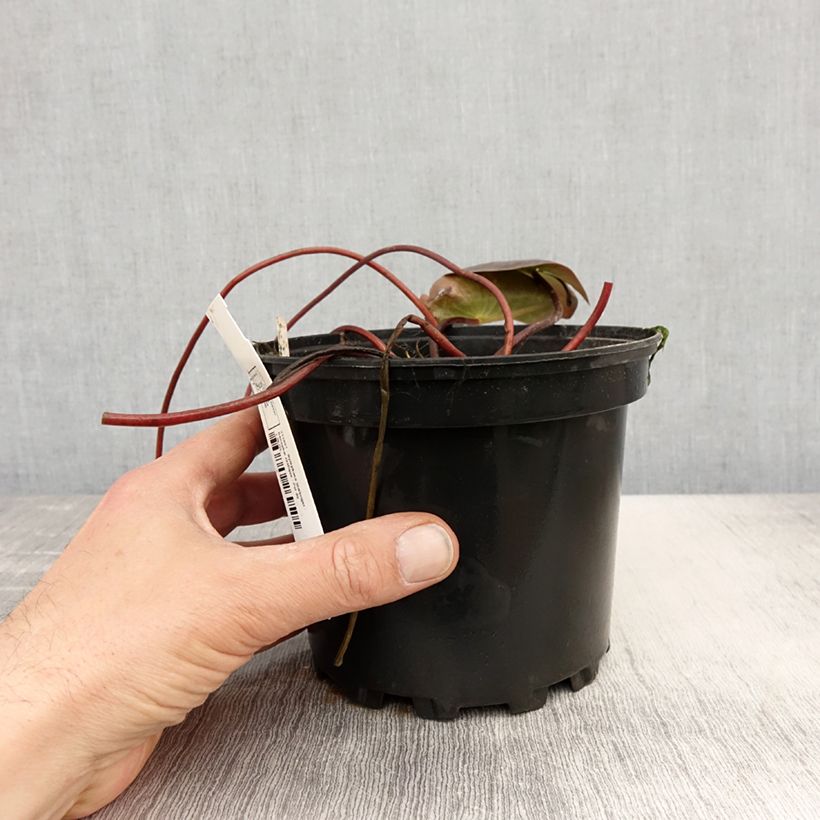 Nymphaea Starbright - Waterlily 1.5L/2L pot sample as delivered in spring