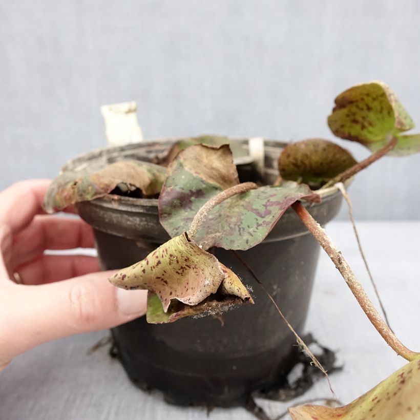 Example of Nymphaea Texas Dawn - Water lily 1.5L/2L pot as you get in hiver