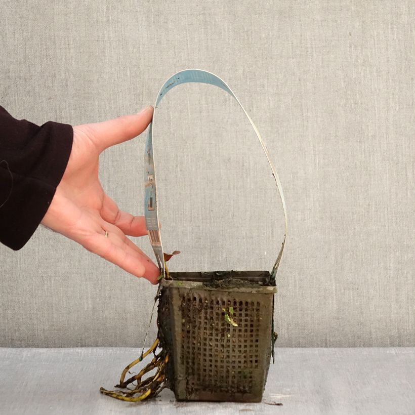 Nymphaea Venusta - Water Lily 1L/1.5L pot sample as delivered in winter