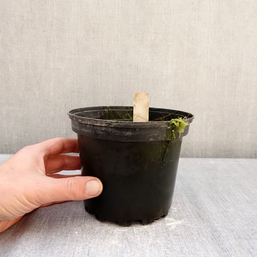 Nymphaea Walter Pagels - Water lily 1.5L/2L pot sample as delivered in winter