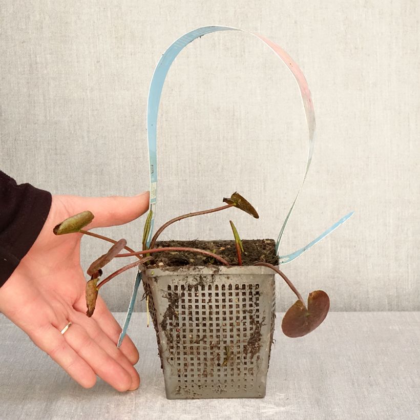 Nymphaea Wanvisa - Water Lily 1L/1.5L pot sample as delivered in spring