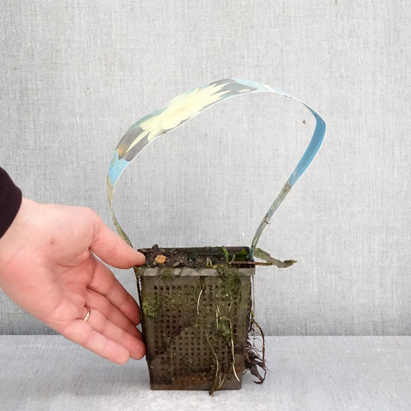 Nymphaea Yellow Sensation - Water Lily 1L/1.5L pot sample as delivered in spring