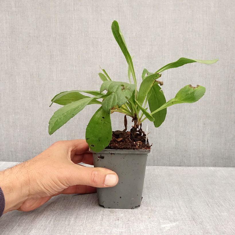 Aster amellus Grunder 8/9 cm pot sample as delivered in autumn