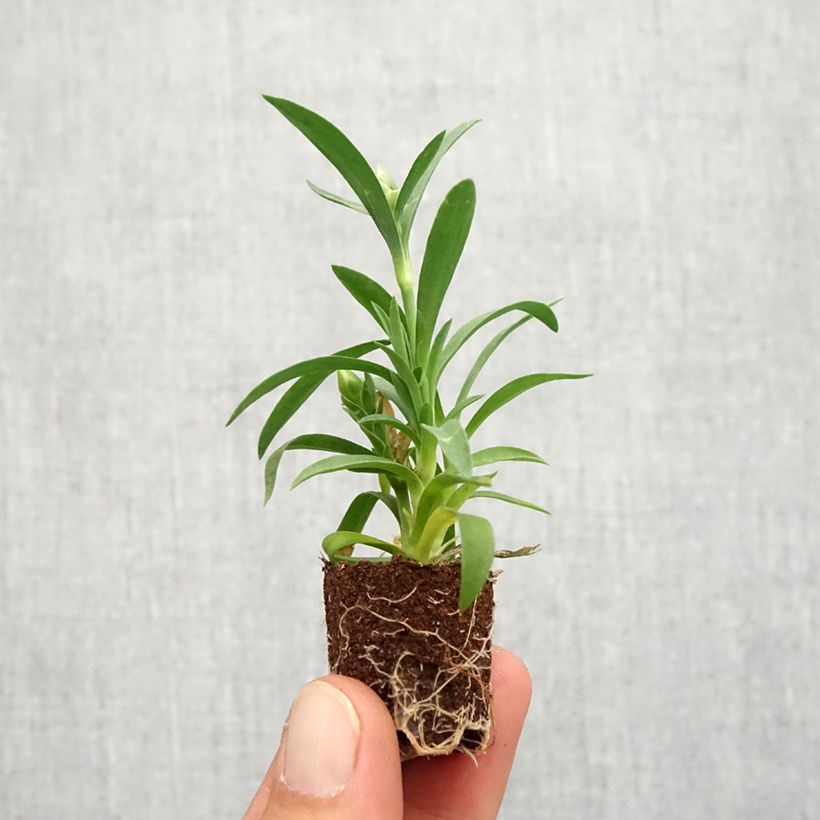 Dianthus Megan Plug plant 1.5/2.5 cm sample as delivered in autumn