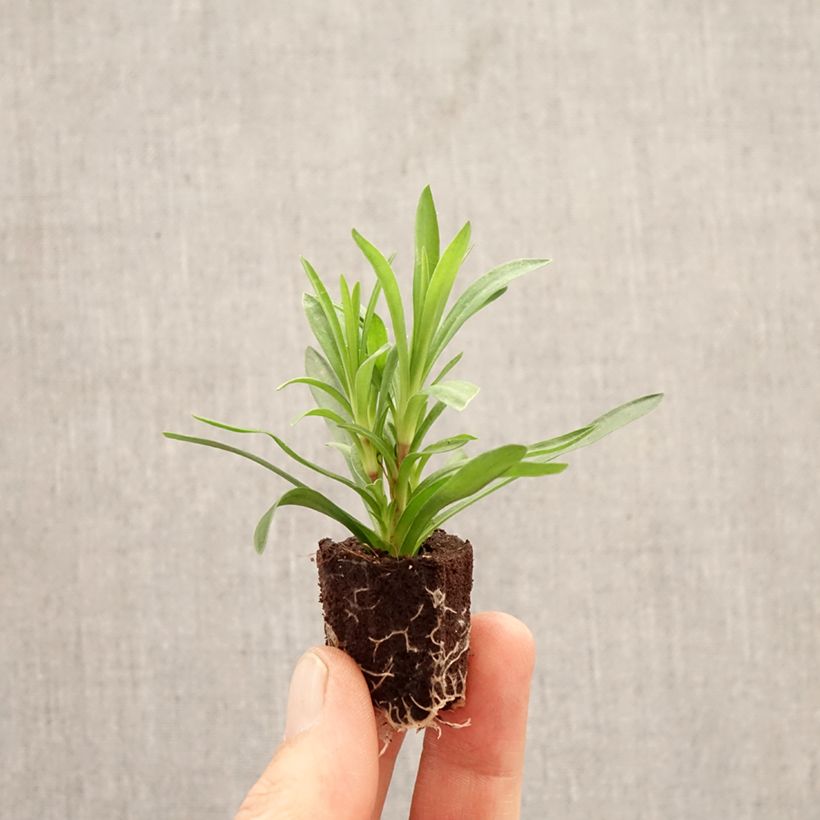 Dianthus Sunflor Sinclair Plug plant 1.5/2.5 cm sample as delivered in spring