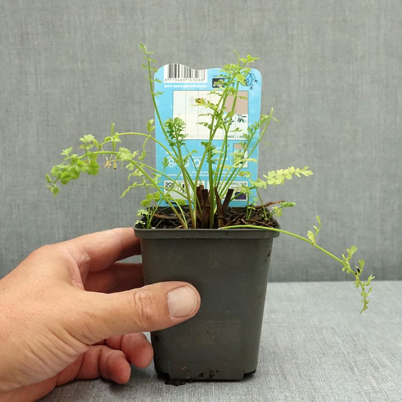 Oenanthe aquatica - fine-leaved water dropwort 8/9 cm pot sample as delivered in summer