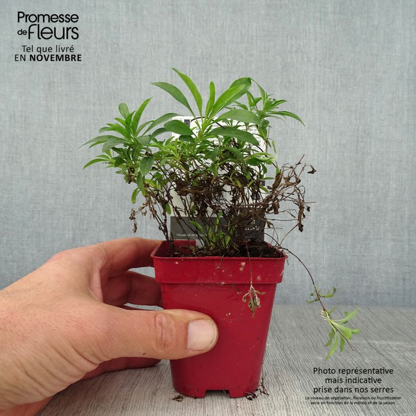 Oenothera fruticosa African Sun - Evening Primrose 8/9 cm pot sample as delivered in autumn