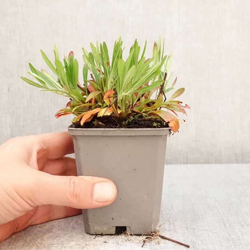 Oenothera fruticosa African Sun - Evening Primrose 8/9 cm pot sample as delivered in spring