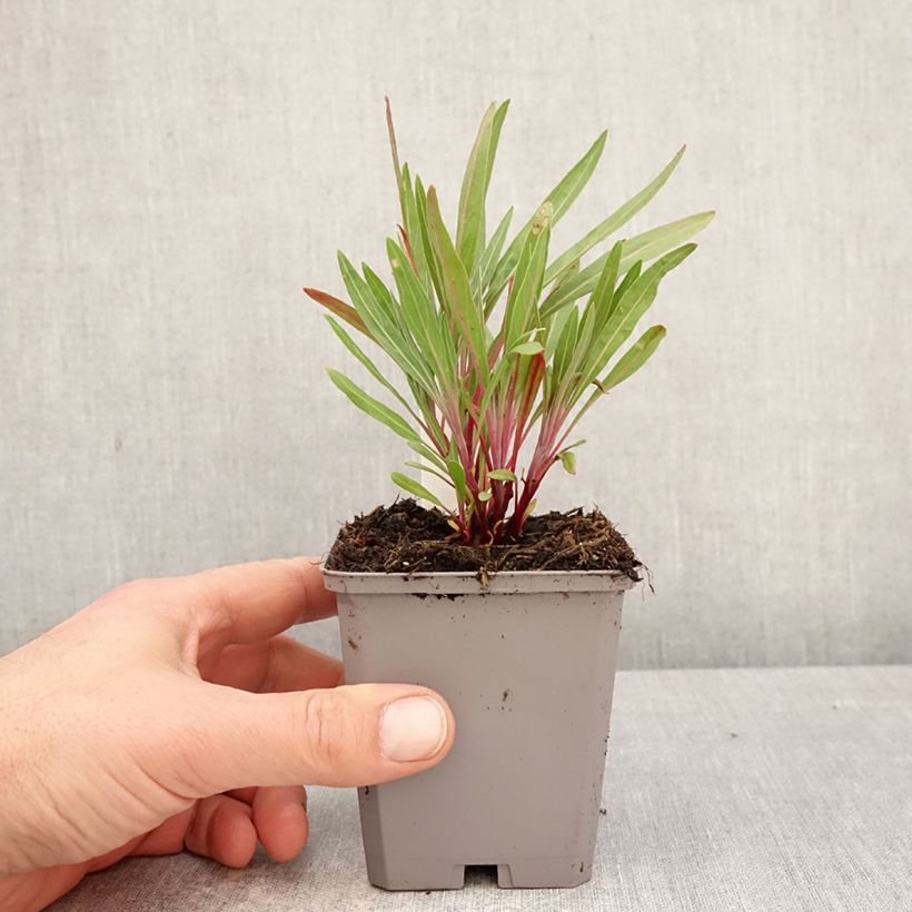 Oenothera missouriensis - Evening Primrose 7/8 cm pot sample as delivered in spring