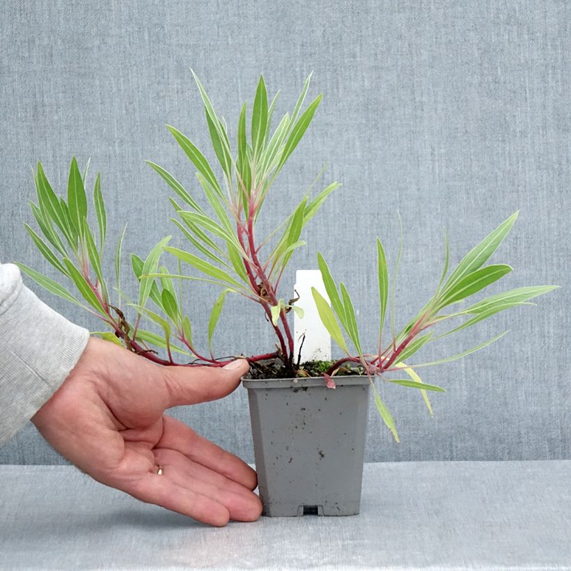 Oenothera missouriensis - Evening Primrose 7/8 cm pot sample as delivered in summer