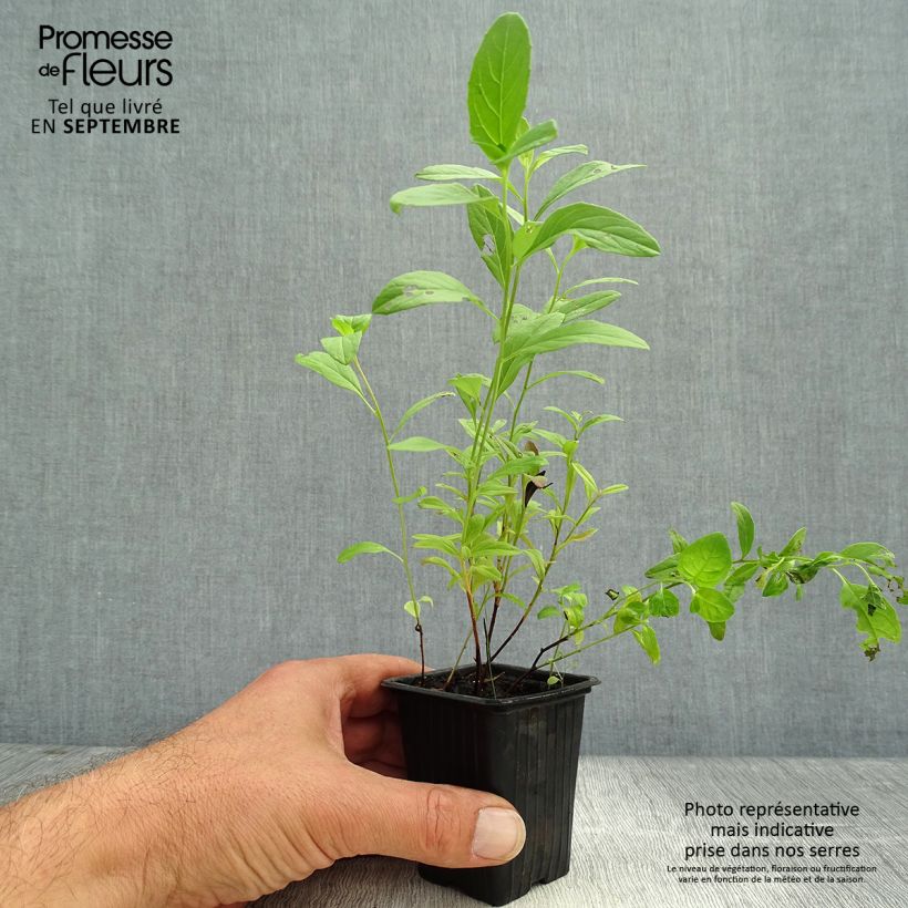 Oenothera speciosa - Evening Primrose 7/8 cm pot sample as delivered in autumn