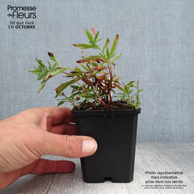 Oenothera speciosa Siskiyou - Evening Primrose 8/9 cm pot sample as delivered in autumn