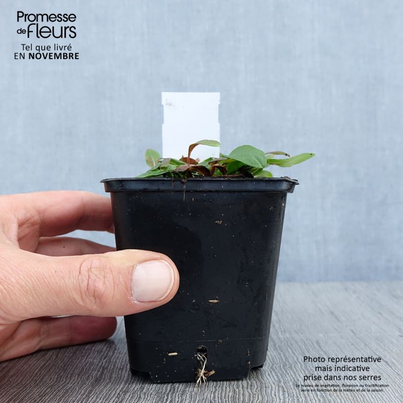Oenothera tetragona - Evening Primrose 8/9 cm pot sample as delivered in autumn