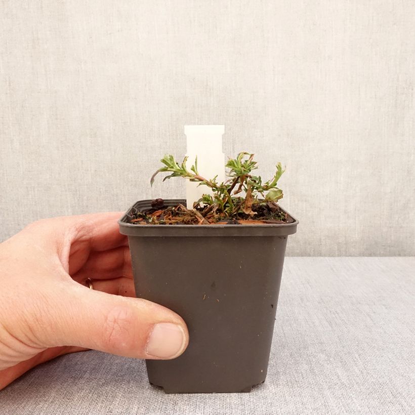 Oenothera speciosa Twilight - Evening Primrose 8/9 cm pot sample as delivered in spring